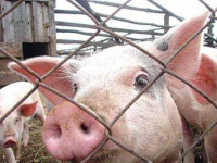Африканская чума свиней: памятка населению